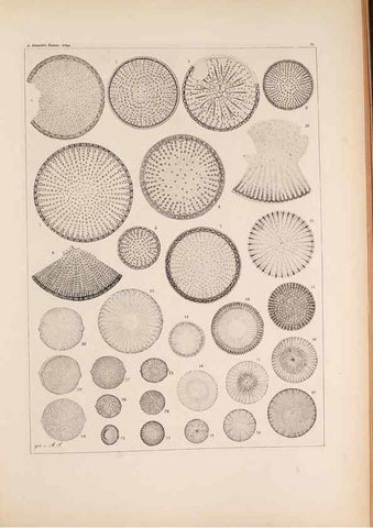 Reproducción/Reproduction 49389194088: Atlas der Diatomaceen-Kunde /. Leipzig :O.R. Reisland,[1874-19.. 
