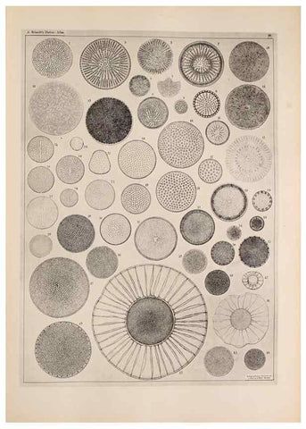 Reproducción/Reproduction 49389661161: Atlas der Diatomaceen-Kunde /. Leipzig :O.R. Reisland,[1874-19.. 
