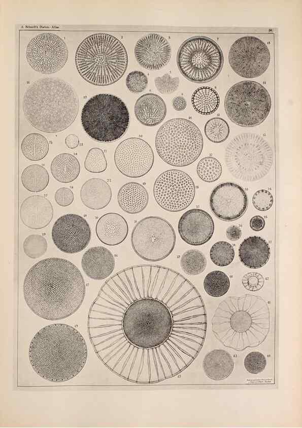 Reproducción/Reproduction 49389661161: Atlas der Diatomaceen-Kunde /. Leipzig :O.R. Reisland,[1874-19.. 