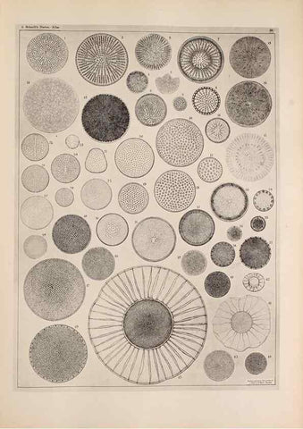 Reproducción/Reproduction 49389661161: Atlas der Diatomaceen-Kunde /. Leipzig :O.R. Reisland,[1874-19.. 