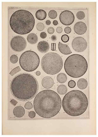 Reproducción/Reproduction 49389189093: Atlas der Diatomaceen-Kunde /. Leipzig :O.R. Reisland,[1874-19.. 