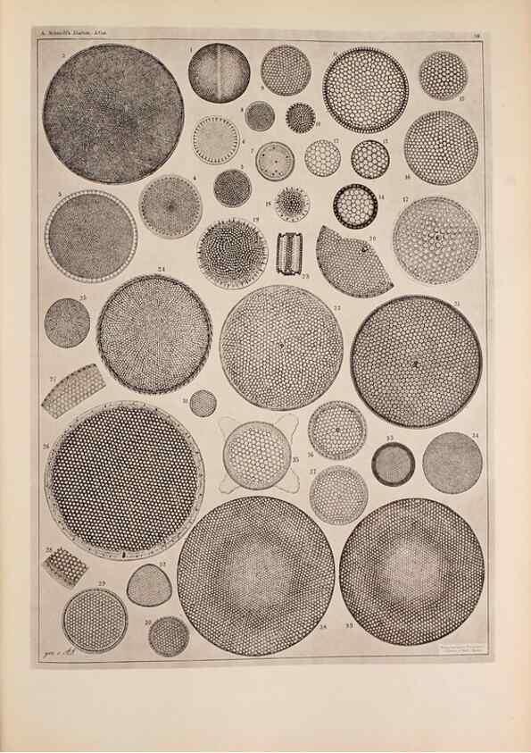 Reproducción/Reproduction 49389189093: Atlas der Diatomaceen-Kunde /. Leipzig :O.R. Reisland,[1874-19.. 