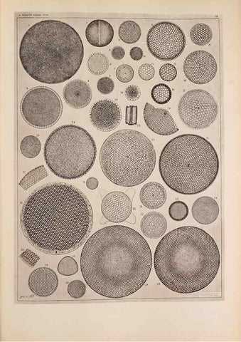 Reproducción/Reproduction 49389189093: Atlas der Diatomaceen-Kunde /. Leipzig :O.R. Reisland,[1874-19.. 