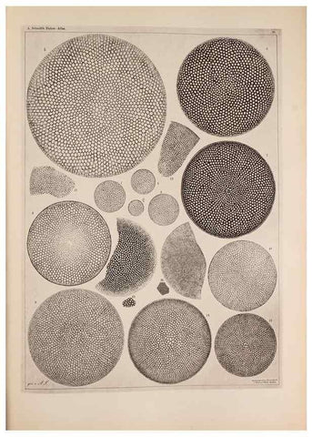 Reproducción/Reproduction 49389189493: Atlas der Diatomaceen-Kunde /. Leipzig :O.R. Reisland,[1874-19.. 