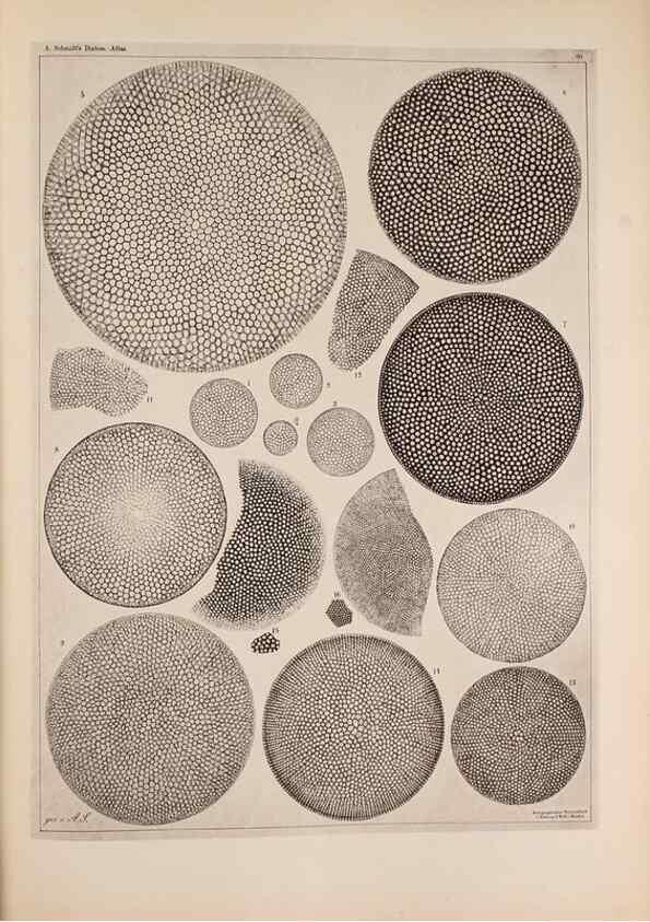 Reproducción/Reproduction 49389189493: Atlas der Diatomaceen-Kunde /. Leipzig :O.R. Reisland,[1874-19.. 