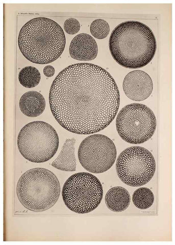 Reproducción/Reproduction 49389189863: Atlas der Diatomaceen-Kunde /. Leipzig :O.R. Reisland,[1874-19.. 