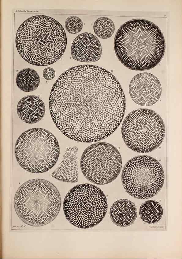 Reproducción/Reproduction 49389189863: Atlas der Diatomaceen-Kunde /. Leipzig :O.R. Reisland,[1874-19.. 