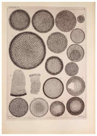 Reproducción/Reproduction 49389190228: Atlas der Diatomaceen-Kunde /. Leipzig :O.R. Reisland,[1874-19.. 