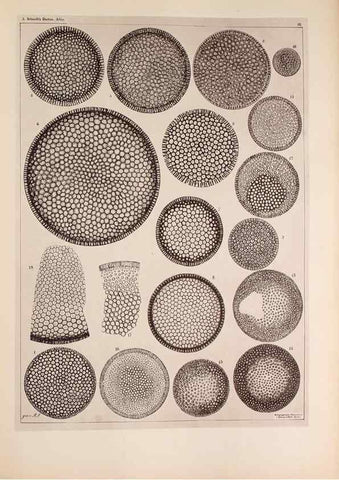 Reproducción/Reproduction 49389190228: Atlas der Diatomaceen-Kunde /. Leipzig :O.R. Reisland,[1874-19.. 