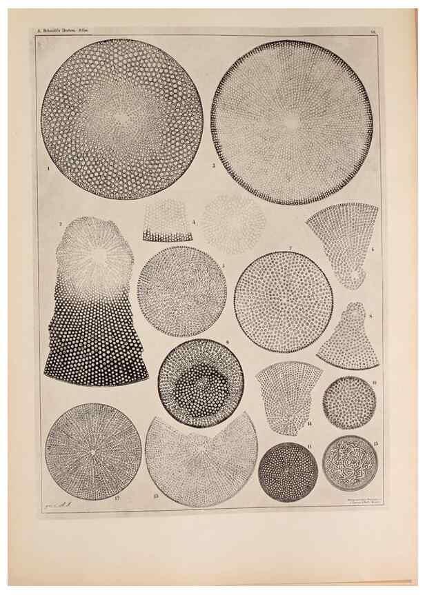 Reproducción/Reproduction 49389860067: Atlas der Diatomaceen-Kunde /. Leipzig :O.R. Reisland,[1874-19.. 