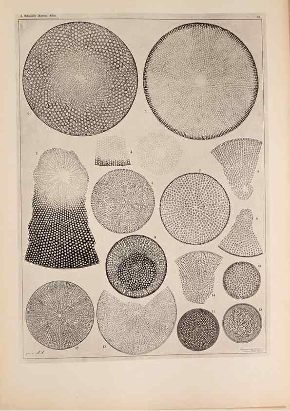 Reproducción/Reproduction 49389860067: Atlas der Diatomaceen-Kunde /. Leipzig :O.R. Reisland,[1874-19.. 