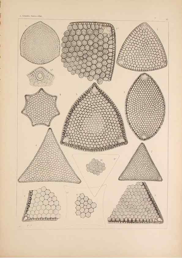 Reproducción/Reproduction 49389200153: Atlas der Diatomaceen-Kunde /. Leipzig :O.R. Reisland,[1874-19.. 