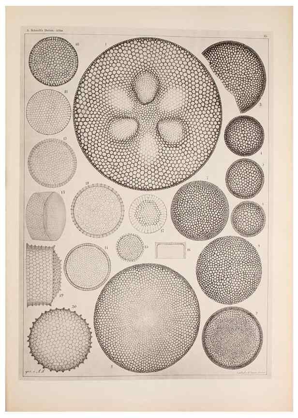 Reproducción/Reproduction 49389860372: Atlas der Diatomaceen-Kunde /. Leipzig :O.R. Reisland,[1874-19.. 