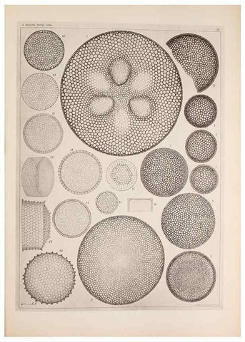 Reproducción/Reproduction 49389860372: Atlas der Diatomaceen-Kunde /. Leipzig :O.R. Reisland,[1874-19.. 