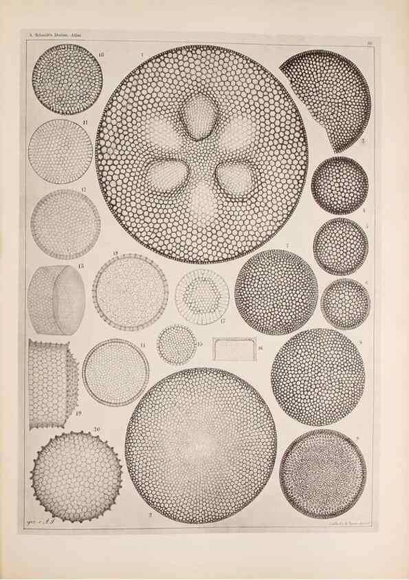 Reproducción/Reproduction 49389860372: Atlas der Diatomaceen-Kunde /. Leipzig :O.R. Reisland,[1874-19.. 