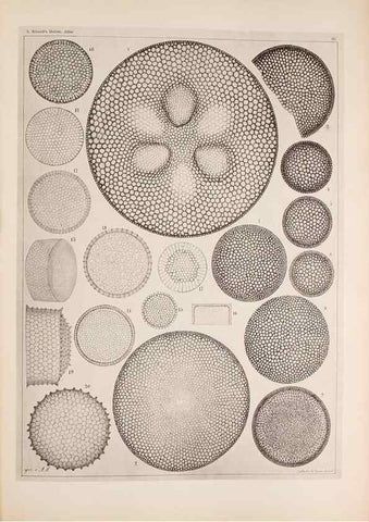 Reproducción/Reproduction 49389860372: Atlas der Diatomaceen-Kunde /. Leipzig :O.R. Reisland,[1874-19.. 