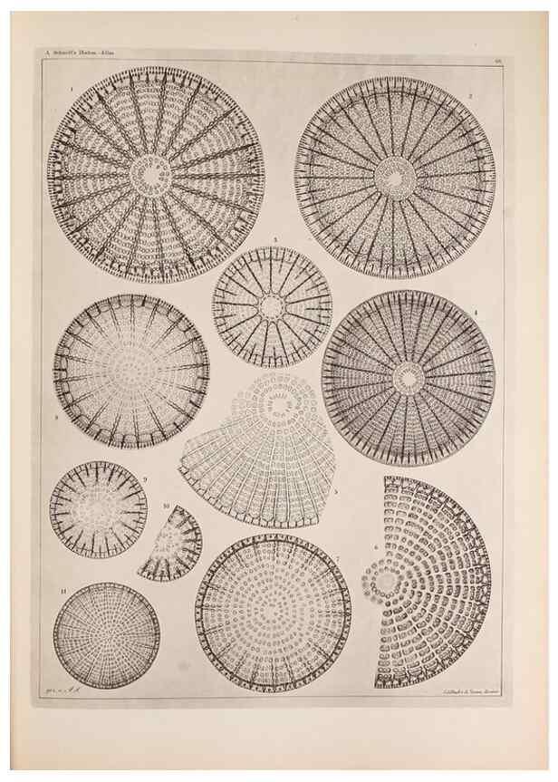 Reproducción/Reproduction 49389664206: Atlas der Diatomaceen-Kunde /. Leipzig :O.R. Reisland,[1874-19.. 