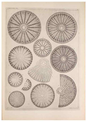 Reproducción/Reproduction 49389664206: Atlas der Diatomaceen-Kunde /. Leipzig :O.R. Reisland,[1874-19.. 