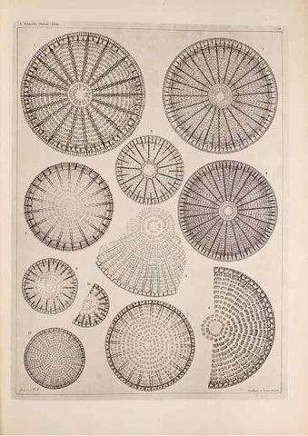 Reproducción/Reproduction 49389664206: Atlas der Diatomaceen-Kunde /. Leipzig :O.R. Reisland,[1874-19.. 