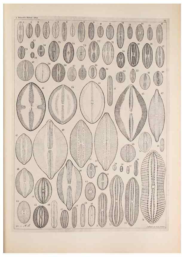 Reproducción/Reproduction 49389664776: Atlas der Diatomaceen-Kunde /. Leipzig :O.R. Reisland,[1874-19.. 