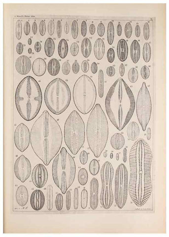 Reproducción/Reproduction 49389664776: Atlas der Diatomaceen-Kunde /. Leipzig :O.R. Reisland,[1874-19.. 
