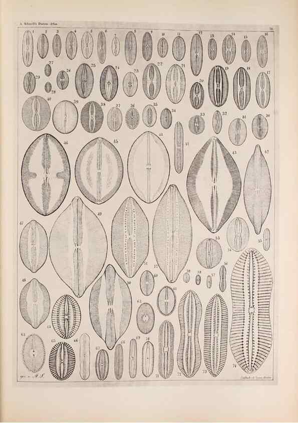 Reproducción/Reproduction 49389664776: Atlas der Diatomaceen-Kunde /. Leipzig :O.R. Reisland,[1874-19.. 