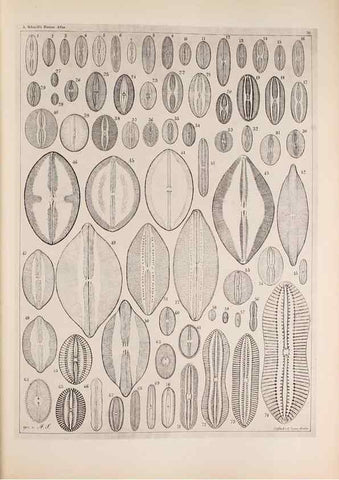 Reproducción/Reproduction 49389664776: Atlas der Diatomaceen-Kunde /. Leipzig :O.R. Reisland,[1874-19.. 