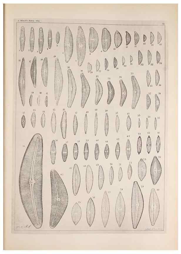 Reproducción/Reproduction 49389193063: Atlas der Diatomaceen-Kunde /. Leipzig :O.R. Reisland,[1874-19.. 