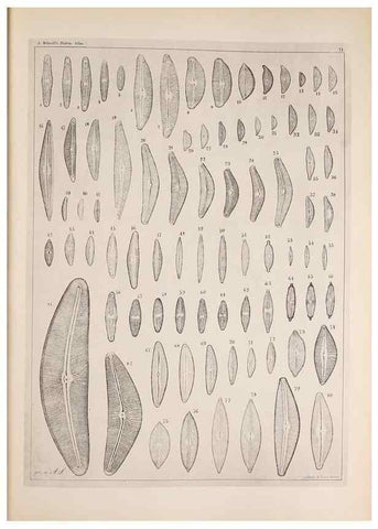 Reproducción/Reproduction 49389193063: Atlas der Diatomaceen-Kunde /. Leipzig :O.R. Reisland,[1874-19.. 