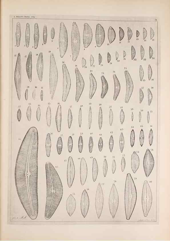 Reproducción/Reproduction 49389193063: Atlas der Diatomaceen-Kunde /. Leipzig :O.R. Reisland,[1874-19.. 