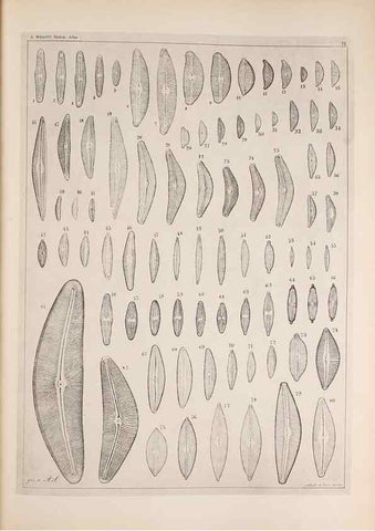 Reproducción/Reproduction 49389193063: Atlas der Diatomaceen-Kunde /. Leipzig :O.R. Reisland,[1874-19.. 