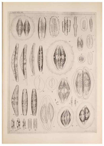 Reproducción/Reproduction 49389665446: Atlas der Diatomaceen-Kunde /. Leipzig :O.R. Reisland,[1874-19.. 