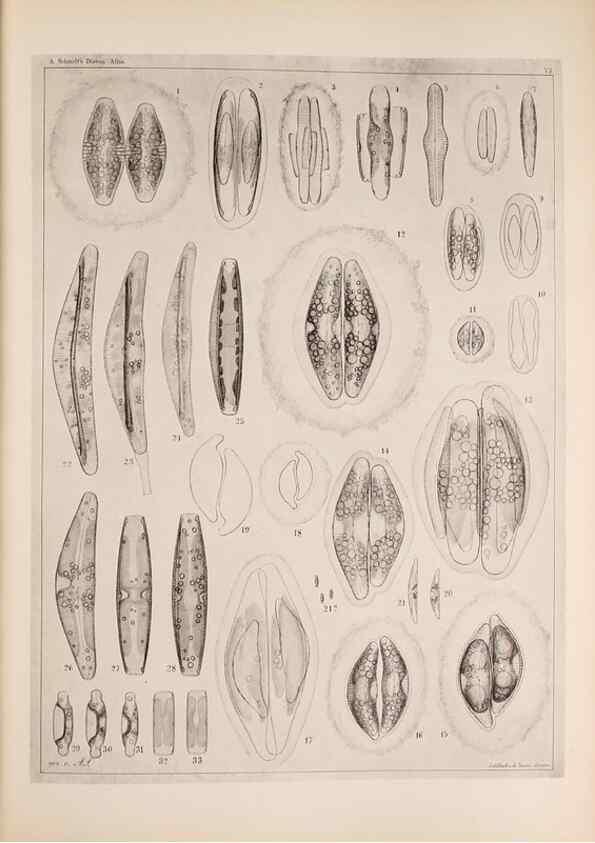 Reproducción/Reproduction 49389665446: Atlas der Diatomaceen-Kunde /. Leipzig :O.R. Reisland,[1874-19.. 