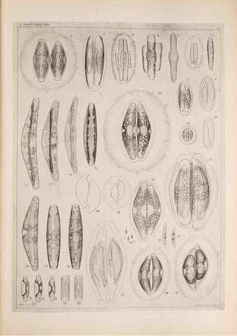 Reproducción/Reproduction 49389665446: Atlas der Diatomaceen-Kunde /. Leipzig :O.R. Reisland,[1874-19.. 