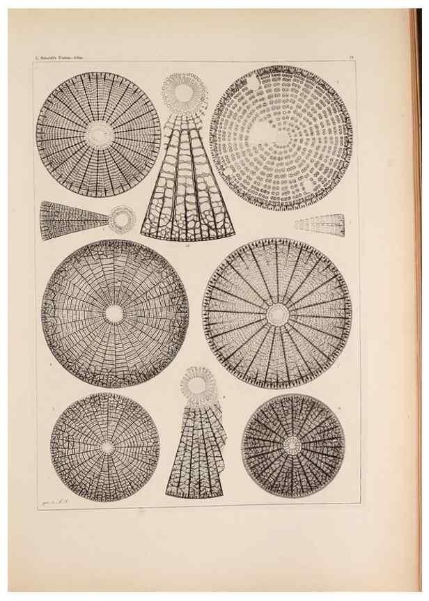 Reproducción/Reproduction 49389665716: Atlas der Diatomaceen-Kunde /. Leipzig :O.R. Reisland,[1874-19.. 