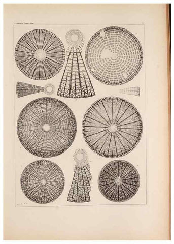Reproducción/Reproduction 49389665716: Atlas der Diatomaceen-Kunde /. Leipzig :O.R. Reisland,[1874-19.. 