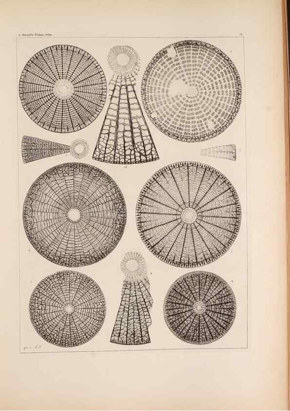 Reproducción/Reproduction 49389665716: Atlas der Diatomaceen-Kunde /. Leipzig :O.R. Reisland,[1874-19.. 