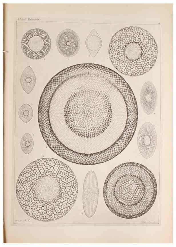 Reproducción/Reproduction 49389191543: Atlas der Diatomaceen-Kunde /. Leipzig :O.R. Reisland,[1874-19.. 