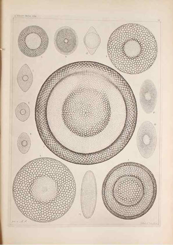 Reproducción/Reproduction 49389191543: Atlas der Diatomaceen-Kunde /. Leipzig :O.R. Reisland,[1874-19.. 