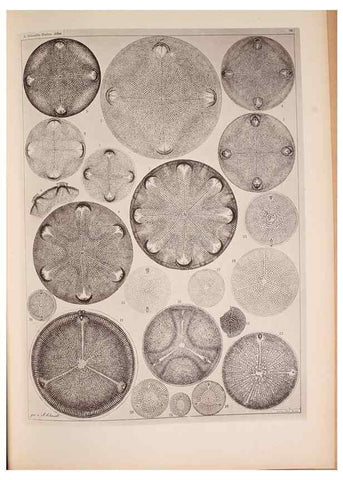 Reproducción/Reproduction 49390081552: Atlas der Diatomaceen-Kunde /. Leipzig :O.R. Reisland,[1874-19.. 
