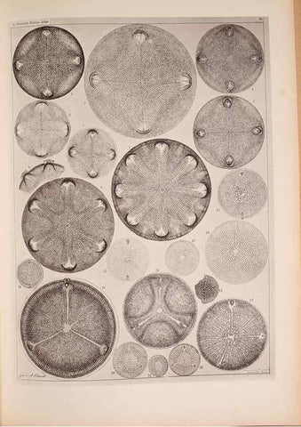 Reproducción/Reproduction 49390081552: Atlas der Diatomaceen-Kunde /. Leipzig :O.R. Reisland,[1874-19.. 