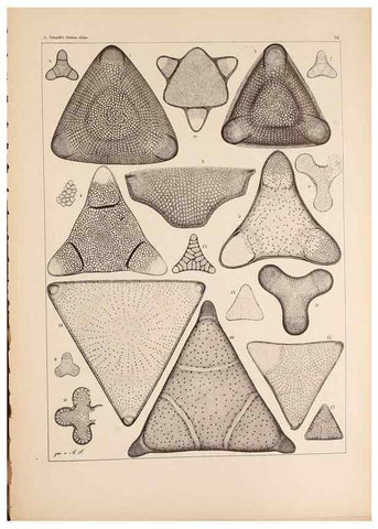Reproducción/Reproduction 49389200478: Atlas der Diatomaceen-Kunde /. Leipzig :O.R. Reisland,[1874-19.. 