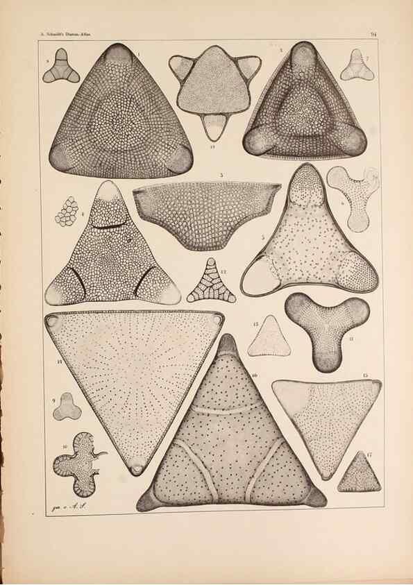 Reproducción/Reproduction 49389200478: Atlas der Diatomaceen-Kunde /. Leipzig :O.R. Reisland,[1874-19.. 