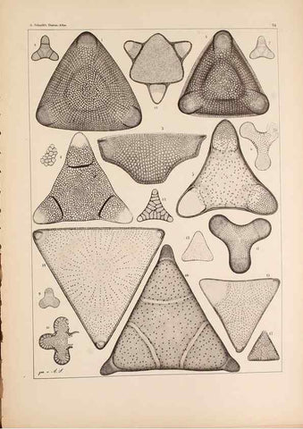 Reproducción/Reproduction 49389200478: Atlas der Diatomaceen-Kunde /. Leipzig :O.R. Reisland,[1874-19.. 