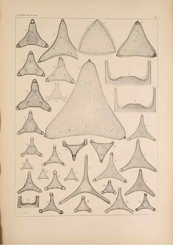 Reproducción/Reproduction 49389201068: Atlas der Diatomaceen-Kunde /. Leipzig :O.R. Reisland,[1874-19.. 
