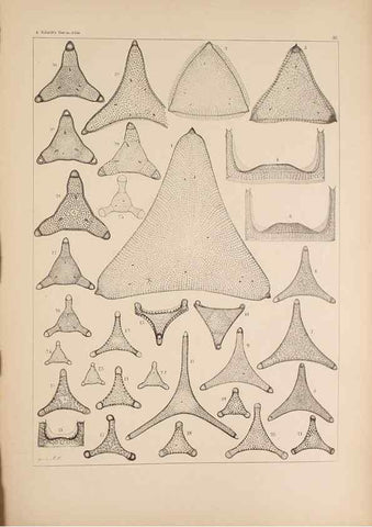 Reproducción/Reproduction 49389201068: Atlas der Diatomaceen-Kunde /. Leipzig :O.R. Reisland,[1874-19.. 