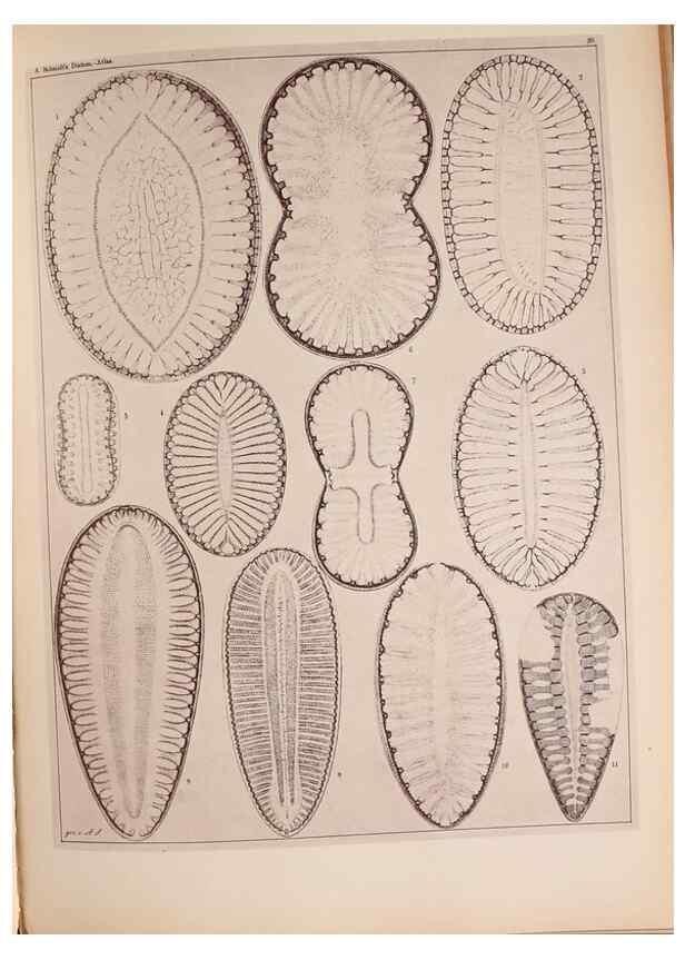 Reproducción/Reproduction 49389878461: Atlas der Diatomaceen-Kunde /. Leipzig :O.R. Reisland,[1874-19.. 