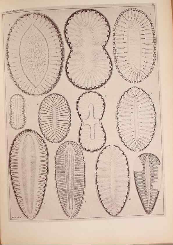 Reproducción/Reproduction 49389878461: Atlas der Diatomaceen-Kunde /. Leipzig :O.R. Reisland,[1874-19.. 