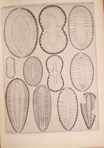 Reproducción/Reproduction 49389878461: Atlas der Diatomaceen-Kunde /. Leipzig :O.R. Reisland,[1874-19.. 