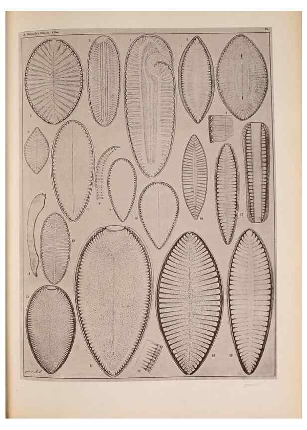 Reproducción/Reproduction 49390075492: Atlas der Diatomaceen-Kunde /. Leipzig :O.R. Reisland,[1874-19.. 